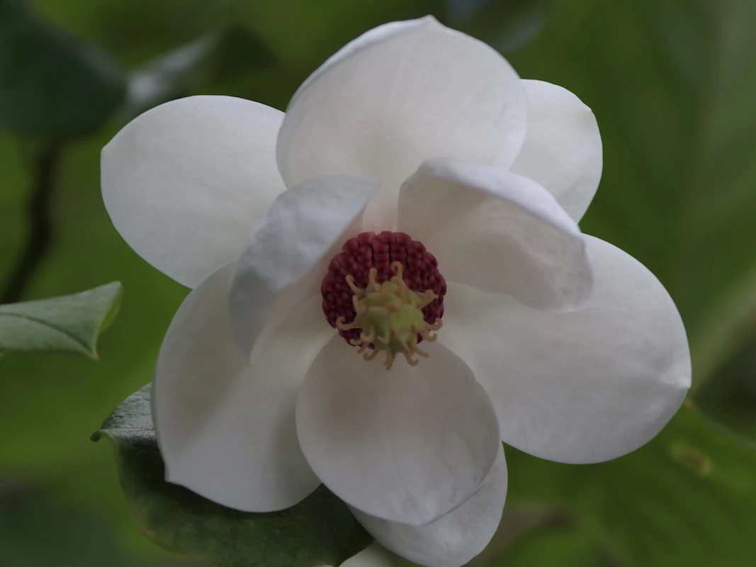 sieboldii